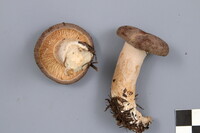 Lactarius mammosus image